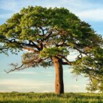 Alabama car insurance requirements highway through Alabama countryside