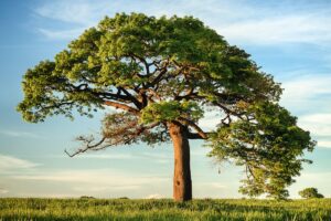 Alabama car insurance requirements highway through Alabama countryside