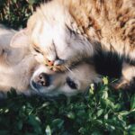 Best pet insurance companies compared dog cat coverage comparison