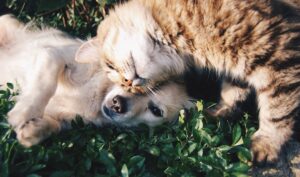 Best pet insurance companies compared dog cat coverage comparison