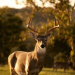 Deer crossing a rural road at dusk, illustrating car insurance coverage for hitting a deer