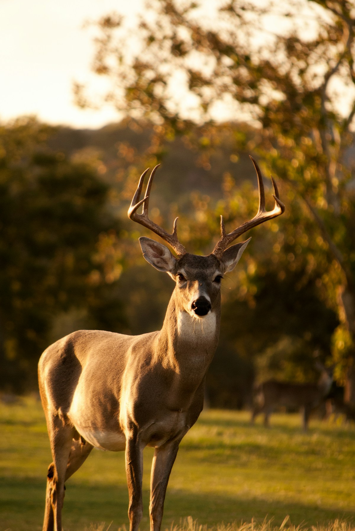 Deer crossing a rural road at dusk, illustrating car insurance coverage for hitting a deer