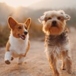 Dog insurance vs cat insurance comparison coverage cost differences