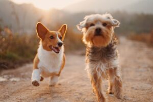 Dog insurance vs cat insurance comparison coverage cost differences