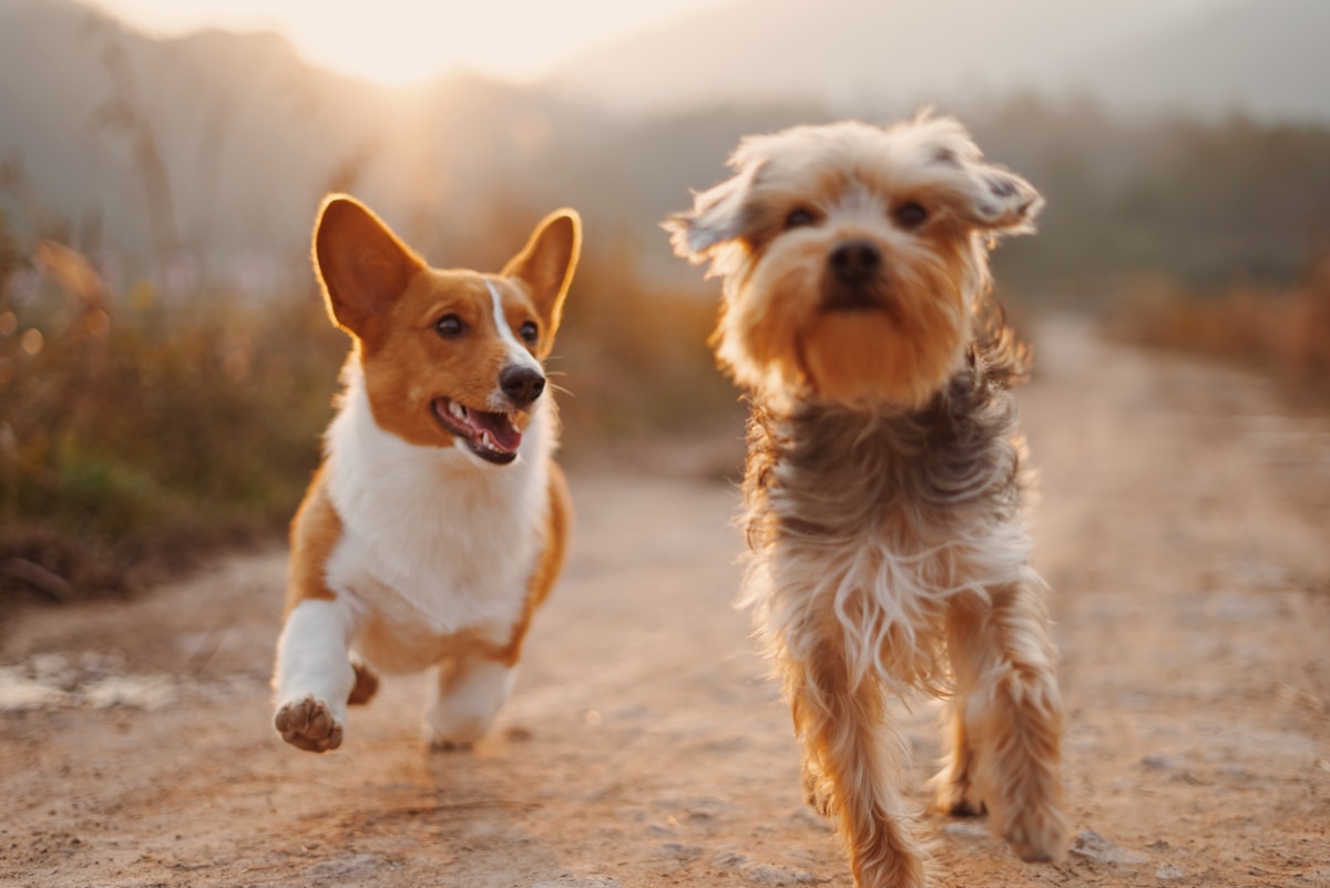Dog insurance vs cat insurance comparison coverage cost differences