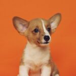 Embrace pet insurance review diminishing deductible wellness rewards dog cat