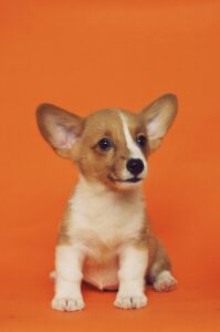 Embrace pet insurance review diminishing deductible wellness rewards dog cat