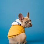 Healthy Paws pet insurance review unlimited coverage dog cat