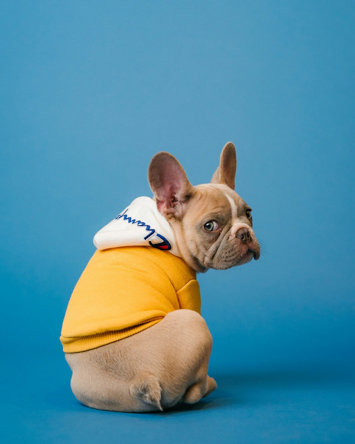 Healthy Paws pet insurance review unlimited coverage dog cat