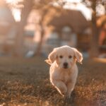How does pet insurance work reimbursement deductible coverage guide