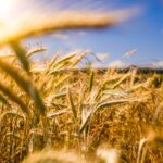 Iowa car insurance requirements rural highway through Iowa farmland