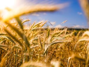 Iowa car insurance requirements rural highway through Iowa farmland