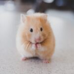 Nationwide pet insurance review exotic pets dog cat coverage