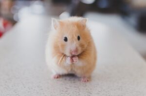 Nationwide pet insurance review exotic pets dog cat coverage