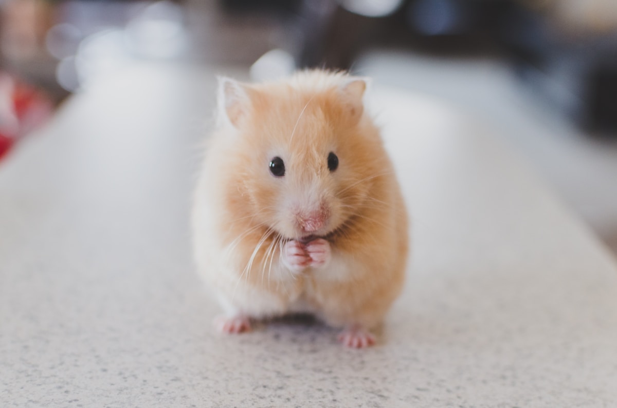 Nationwide pet insurance review exotic pets dog cat coverage