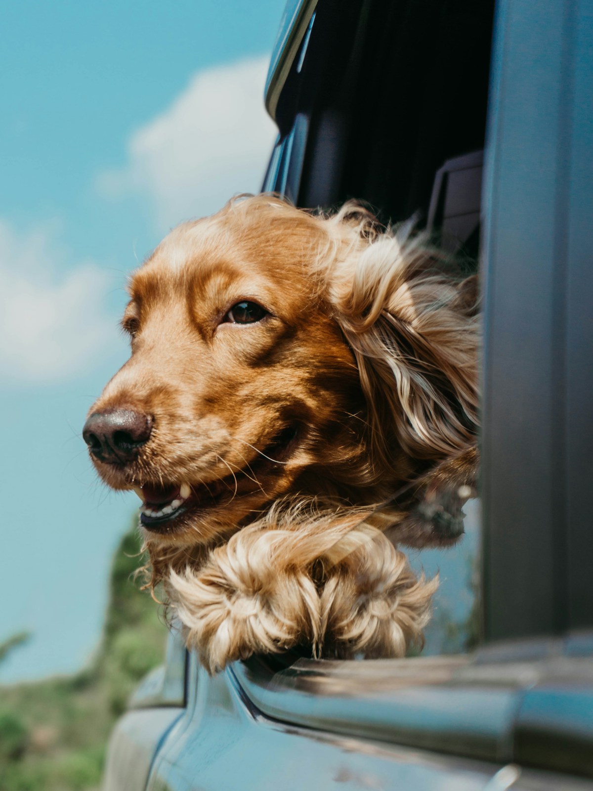 Pet insurance pre-existing conditions coverage exclusions explained