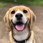 Trupanion pet insurance review dog cat direct vet payment coverage