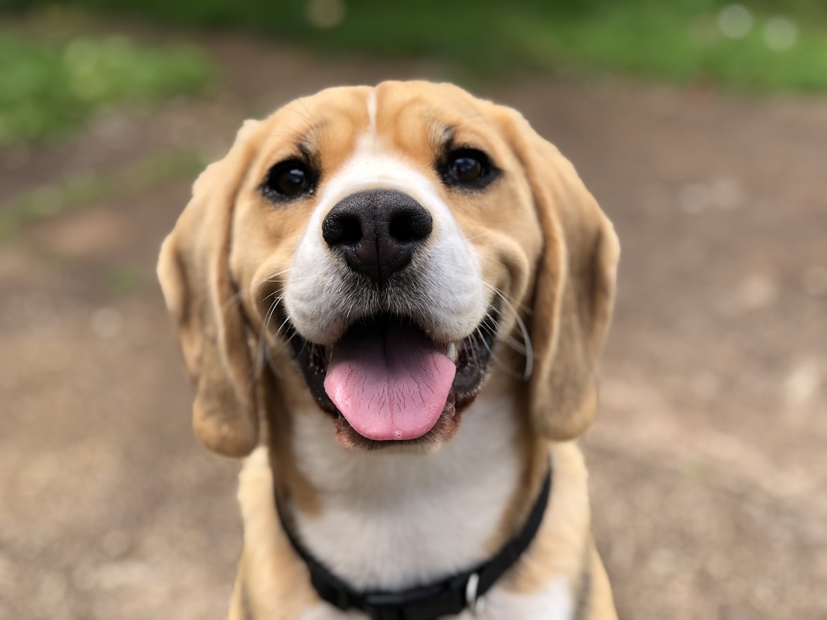 Trupanion pet insurance review dog cat direct vet payment coverage