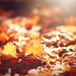 Vermont car insurance requirements scenic highway through Vermont Green Mountains in autumn
