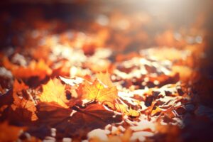 Vermont car insurance requirements scenic highway through Vermont Green Mountains in autumn