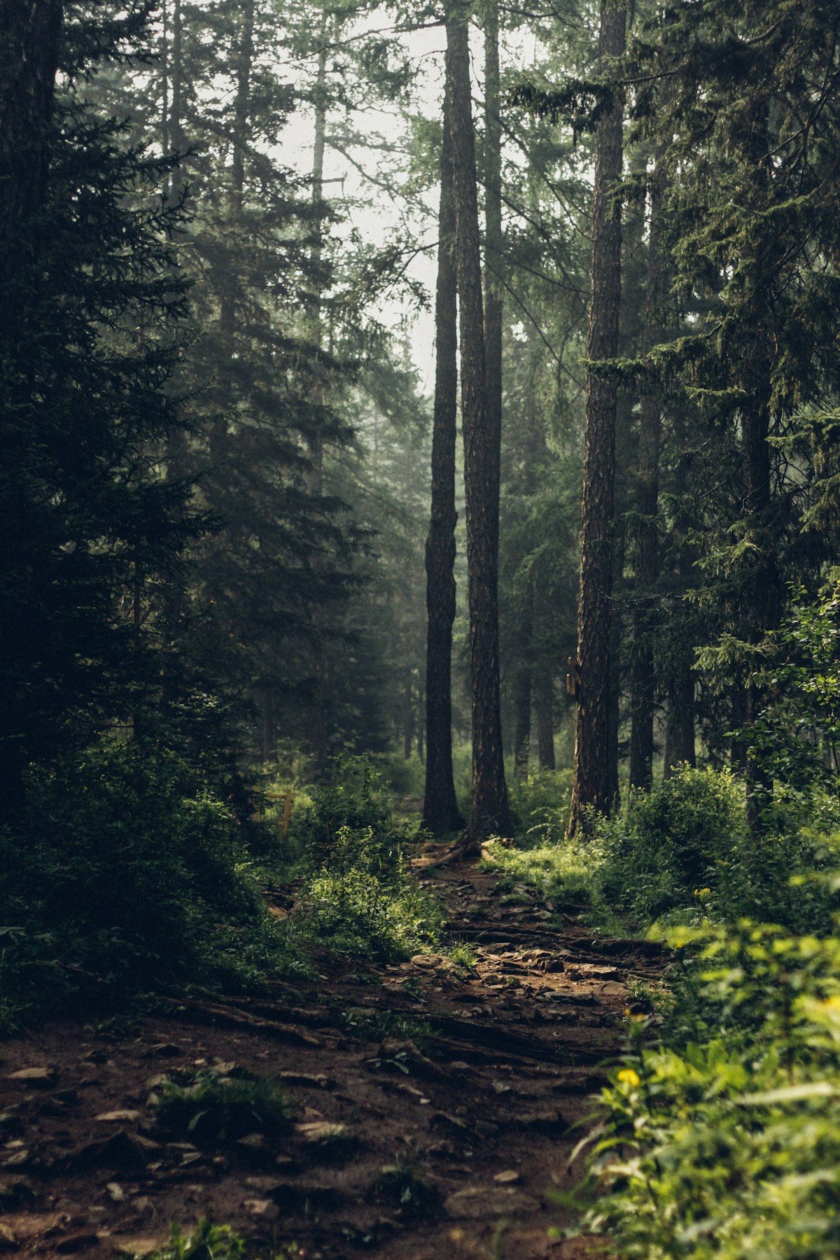 Washington state car insurance requirements guide highway mountains